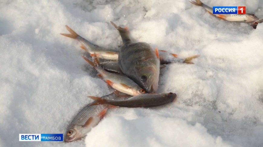 Сотрудники Рыбоохраны провели крупный рейд по зимним рыболовам