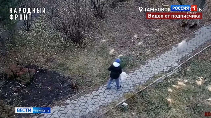 Видео, на котором стая собак нападает на ребёнка в Мичуринске, заинтересовались следователи