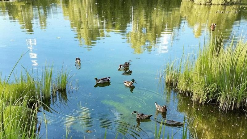 Житель Уварова забил камнями плававших в пруду уток