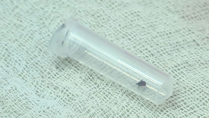 В Тамбовской области заработала горячая линия по вопросам защиты от клещей