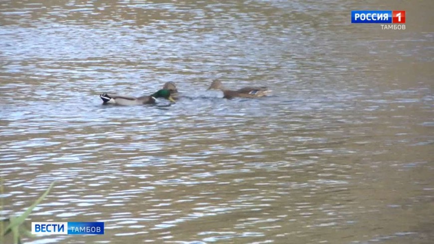 В Тамбовской области прогнозируется до 10 градусов тепла