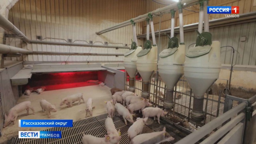 Тамбовские кодеры создали программу - помощника аграриям