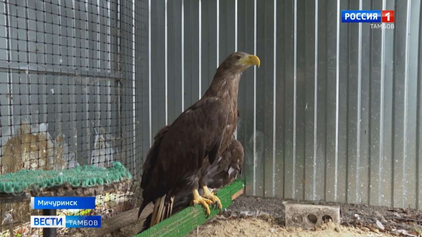 Оперативность залог спасения: еще больше хищных птиц получили помощь благодаря проекту «Экология на колесах»