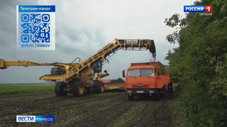 Новости коротко: ремонт образовательных учреждений, урожай сахарной свёклы, котовская неваляшка