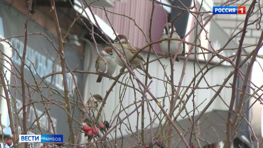 Зимы пока не будет: синоптики фиксируют температурные максимумы ноября