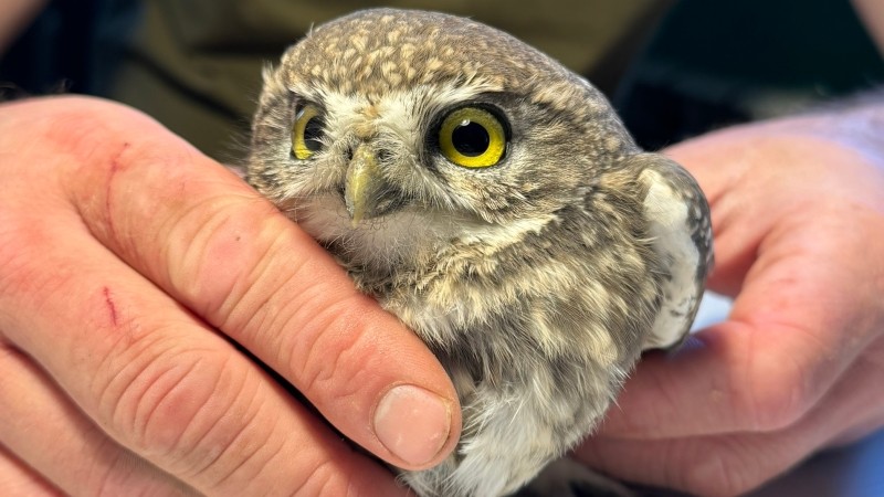 Мичуринские специалисты выхаживают домового сыча с переломом крыла