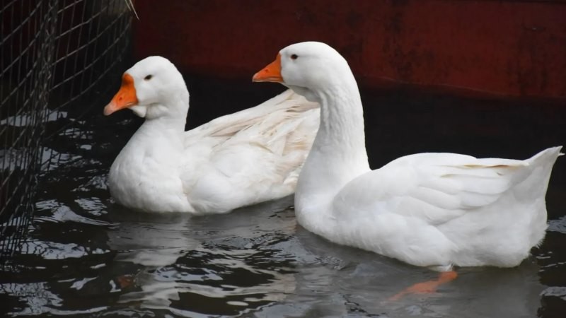 У гусей, прогуливающихся по тамбовской набережной, появился домик для зимовки