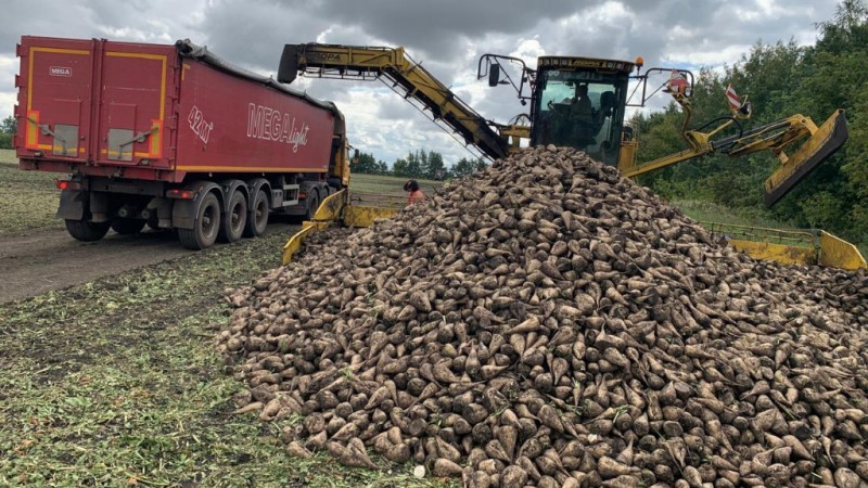 Тамбовские сельхозпроизводители убрали с полей свыше 5,5 миллиона тонн сахарной свёклы