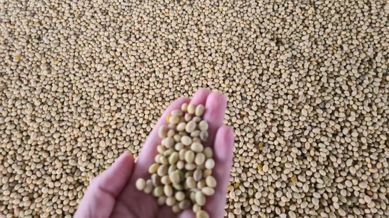 Тамбовские аграрии собрали 724 тысячи тонн сои