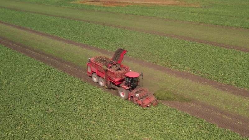 Аграрии Тамбовской области собрали более 5 миллионов тонн сахарной свеклы