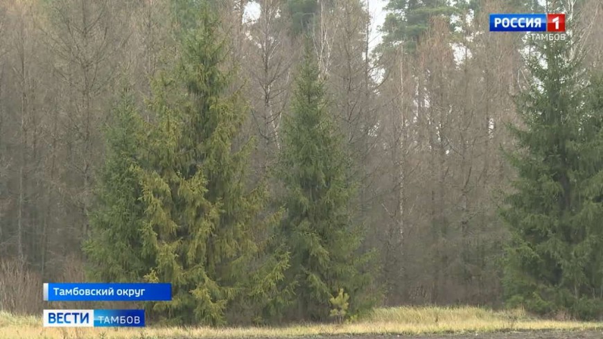 В регионе приступили к заготовке новогодних елок