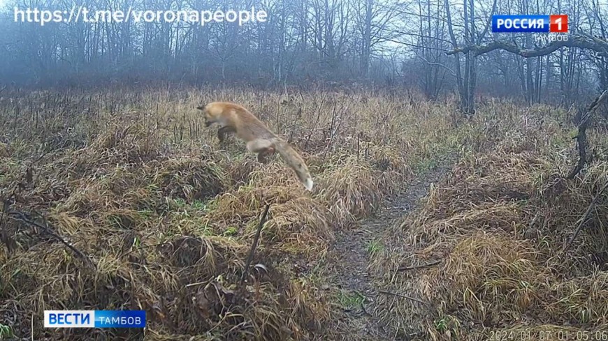 Лиса мышкует