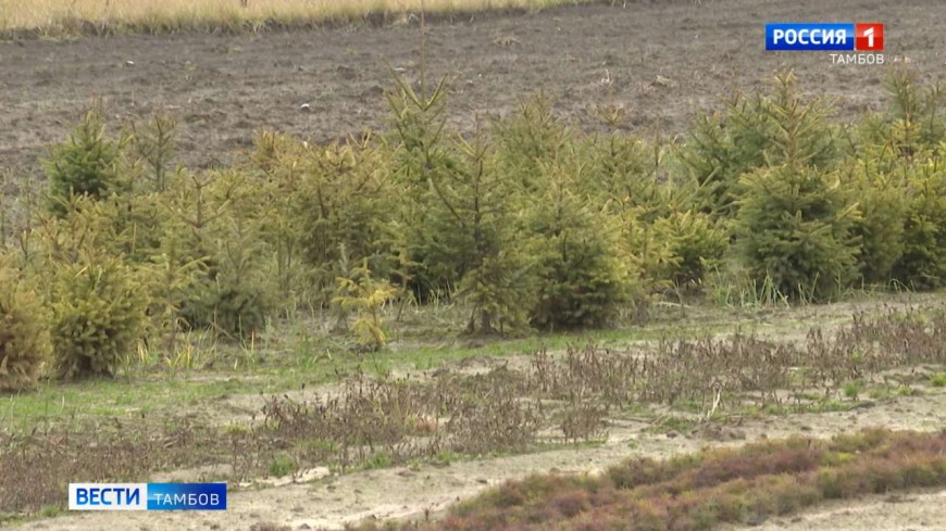 В лесах региона усилено патрулирование