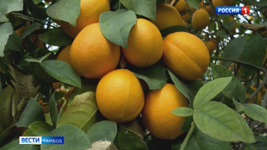 Тамбовчанин к Новому году планирует собрать в теплице полтонны лимонов