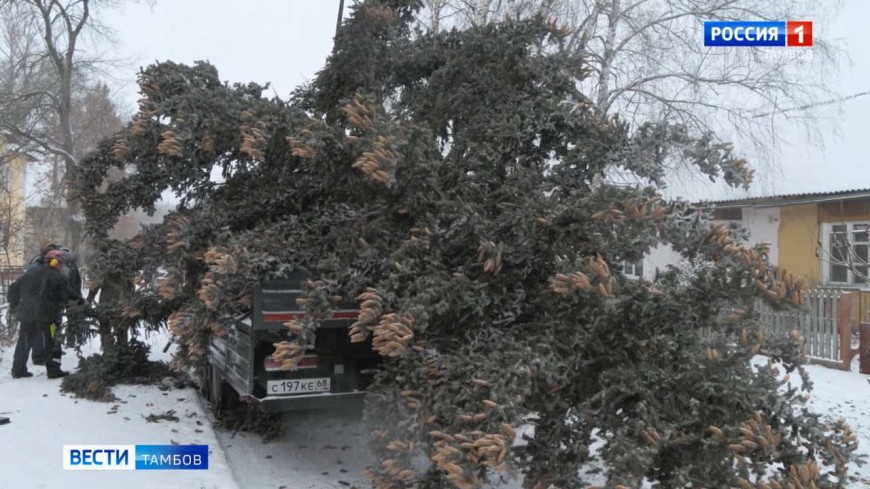 В Тамбове спилили 25-метровую ёлку, но её ждёт новая яркая жизнь