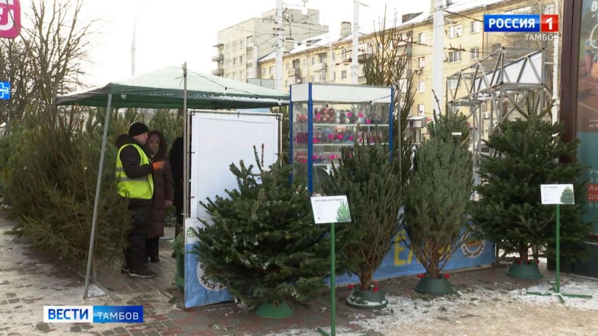 От сосны до пихты: Тамбов погружается в предновогоднюю сказку с открытием ёлочных базаров