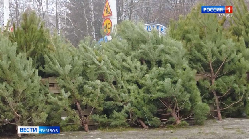 В Тамбове проверяют елочные базары
