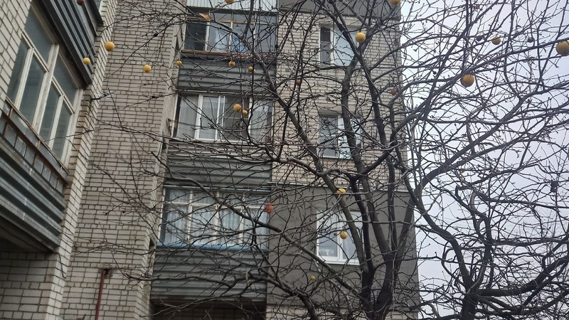 Дачная беседка – эфир 04 декабря 2025 года