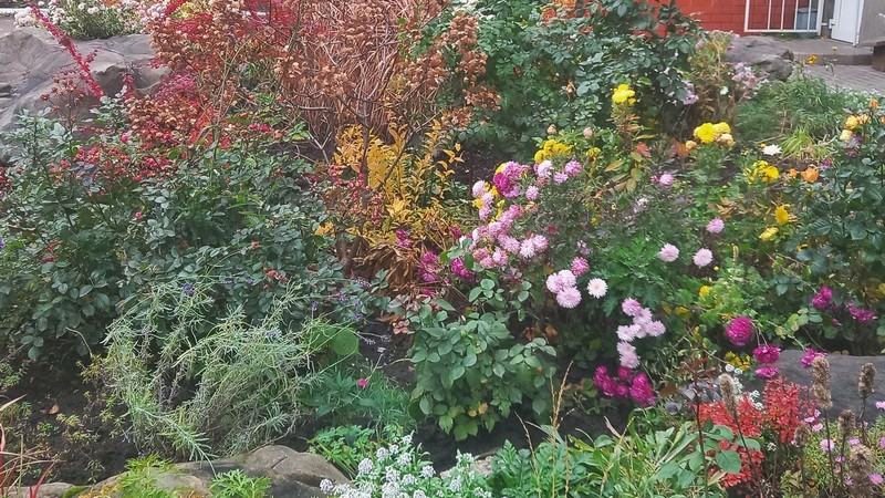 Дачная беседка – эфир 11 декабря 2025 года