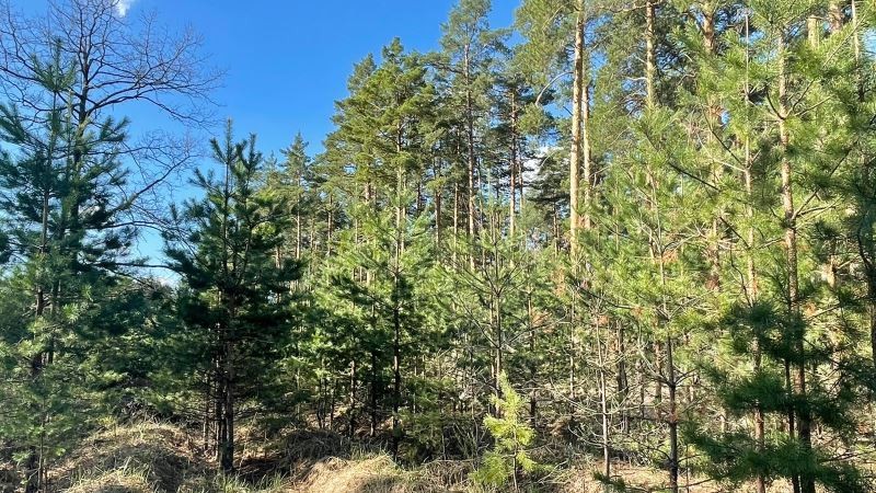 Около 10 тысяч сосен и елей заготовят к Новому году в Тамбовской области