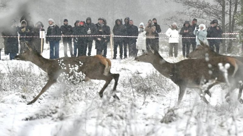 В Моршанском округе выпустили в дикую природу сто благородных оленей