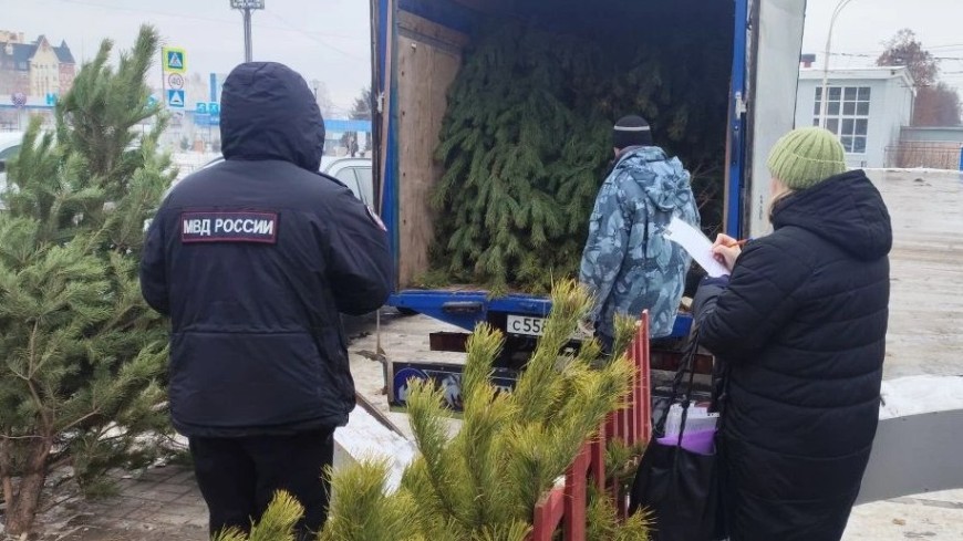 На севере Тамбова обнаружили 5 незаконных точек по продаже елок