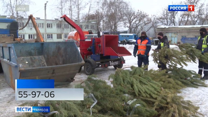 В областном центре начал работу пункт сбора новогодних ёлок