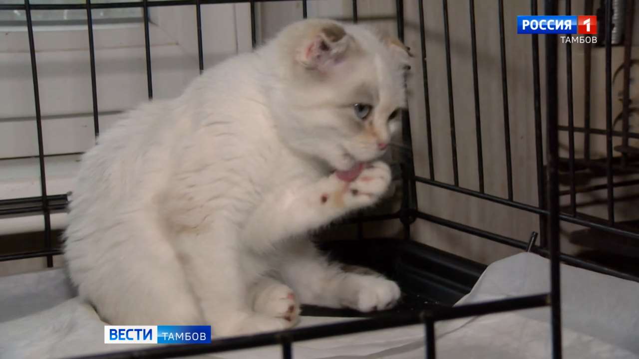 В Тамбове откроют фотовыставку «Путь домой» с питомцами Центра «Доброе сердце»