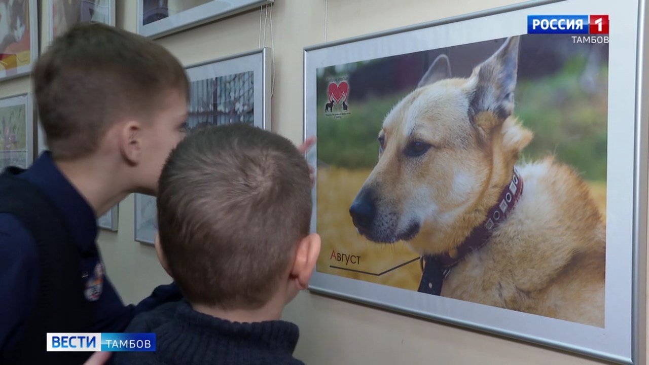В КДЦ «Мир» открыли выставку фотографий кошек и собак, которые ищут дом