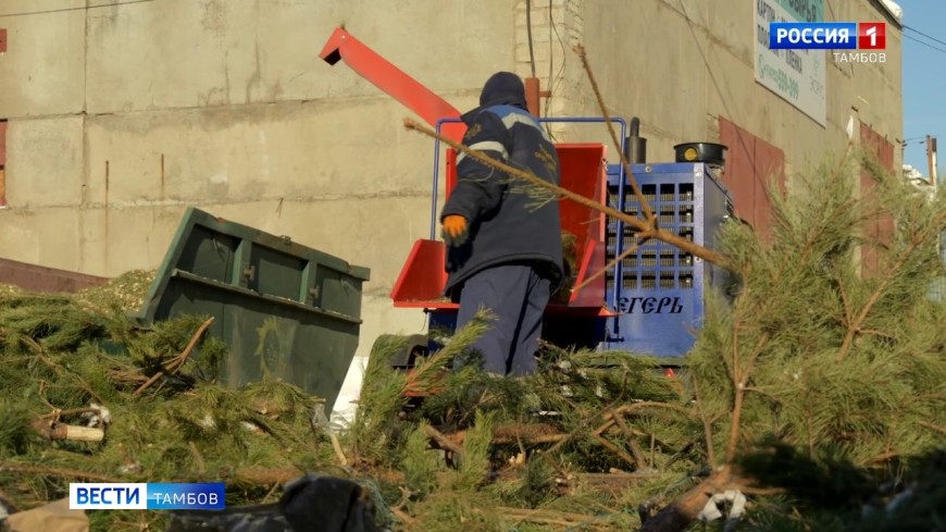 Новогодняя ёлка на второй круг: в Тамбове хвойные деревья превращают в полезную щепу