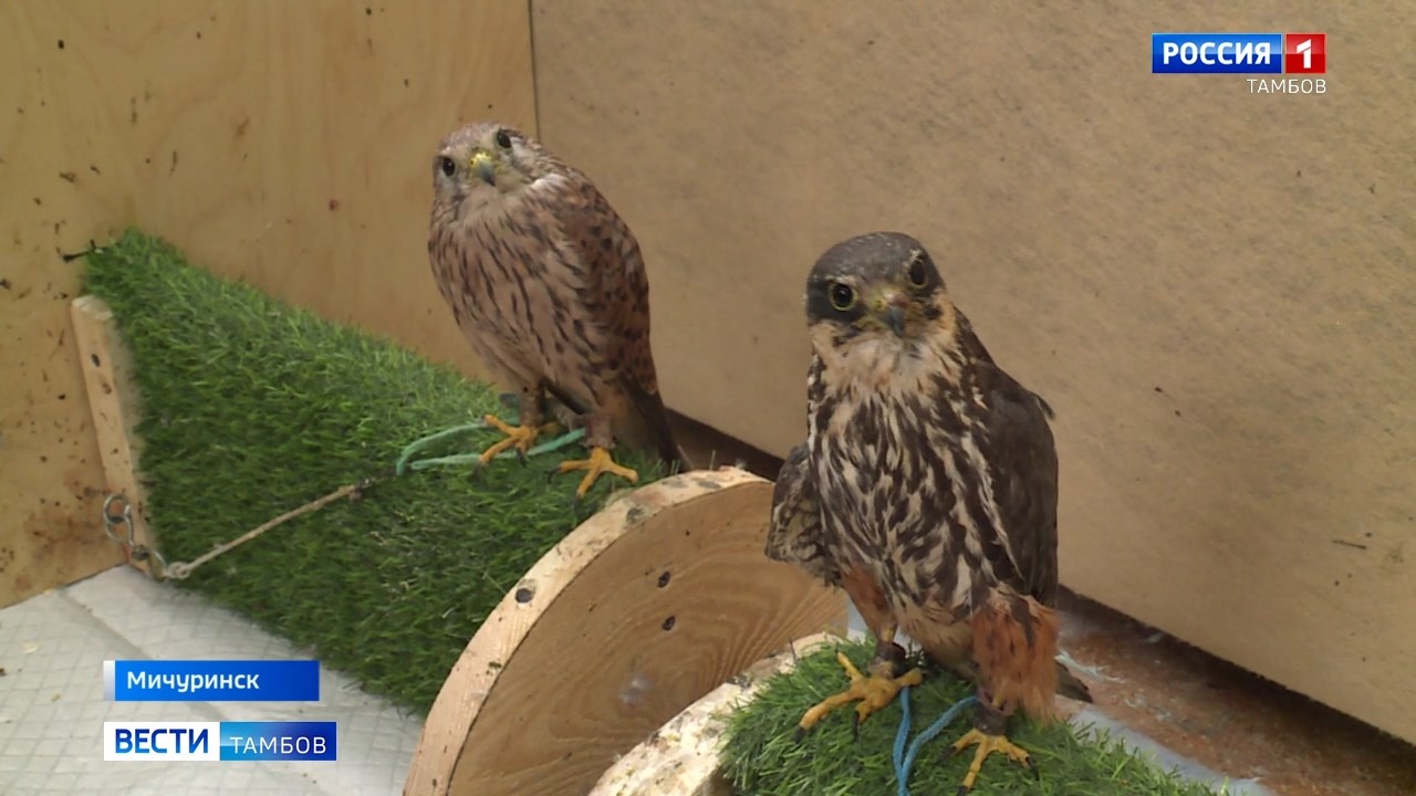 Между небом и людьми: судьбы птиц в Мичуринском центре