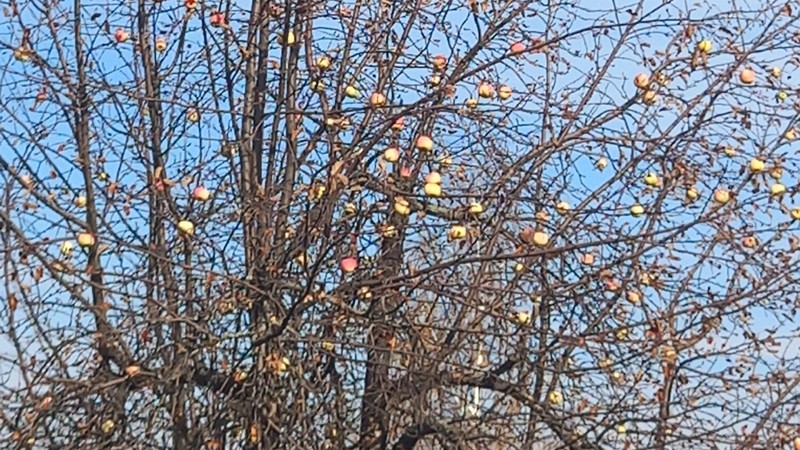 Дачная беседка – эфир 29 января 2026 года