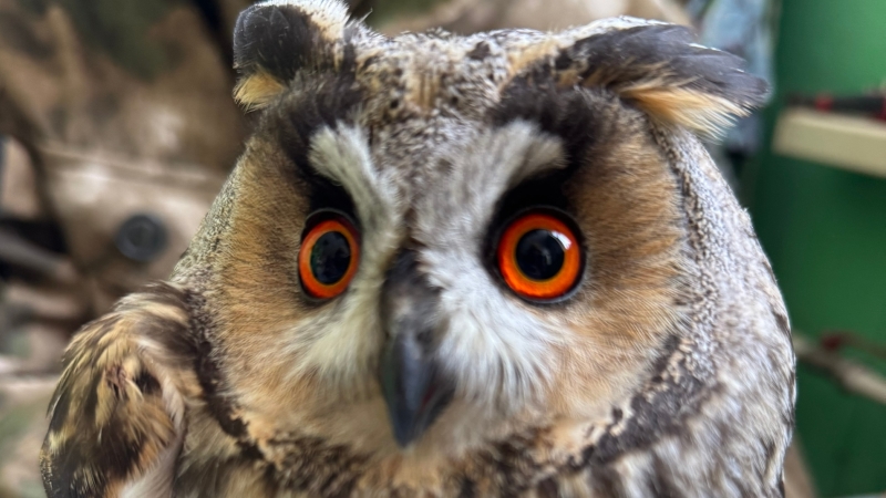 Мичуринские специалисты выхаживают ещё двух ушастых сов с травмами
