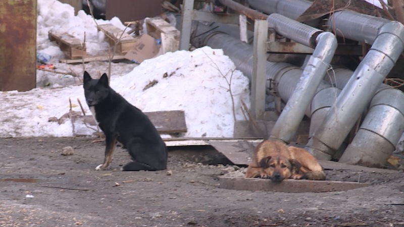 В Мучкапском округе пострадавшему от укуса бездомной собаки ребёнку выплатят 150 тысяч рублей В Мучкапском округе пострадавшему от укуса бездомной собаки ребёнку выплатят 150 тысяч рублей