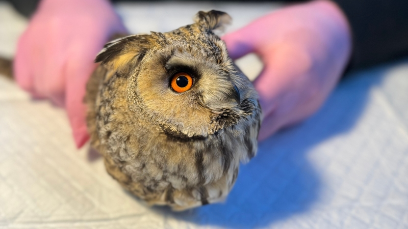 В мичуринский Центр охраны хищных птиц поступила сова с тяжёлой травмой