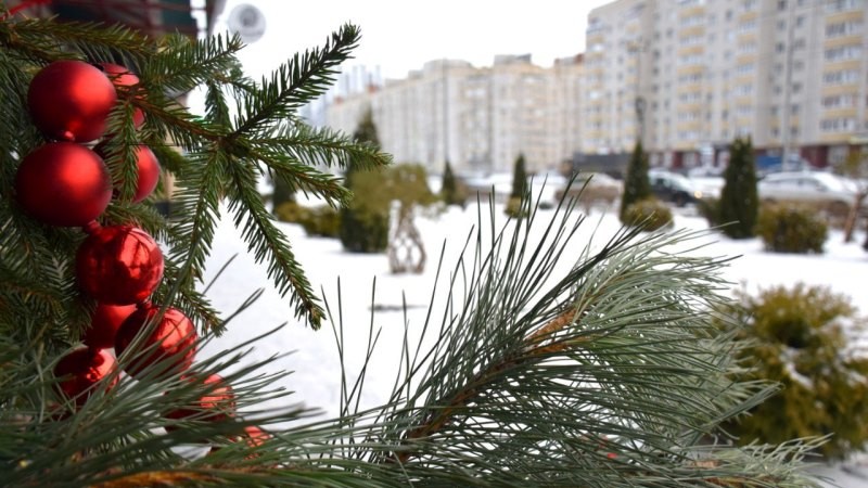 В Тамбове работает пункт приёма новогодних елей