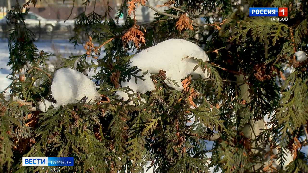 Отмена занятий в школах: мороз в Тамбове держится