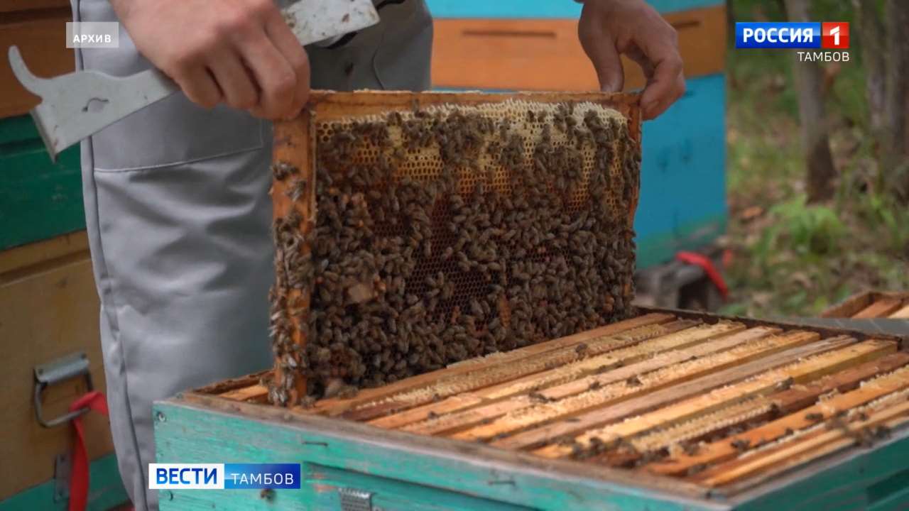 Сегодня: отмена школьных занятий, встреча в МВЦ и семинар пчеловодов-практиков