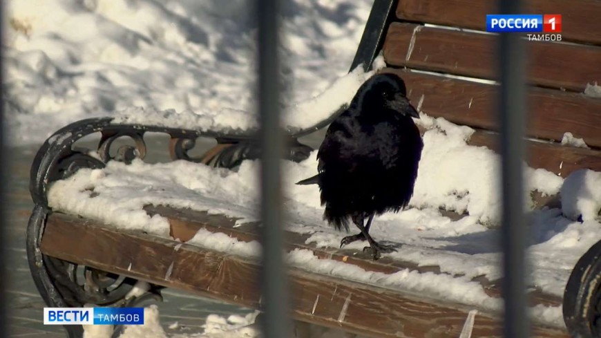 Синоптики прогнозируют в Тамбовской области потепление и обильные снегопады