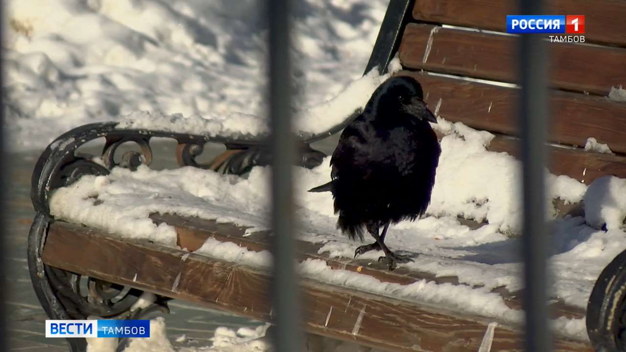 Синоптики прогнозируют в Тамбовской области потепление и обильные снегопады Синоптики прогнозируют в Тамбовской области потепление и обильные снегопады