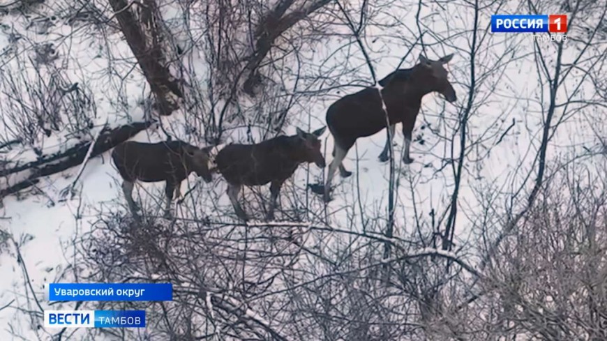 В Тамбовской области завершают зимний учет зверей