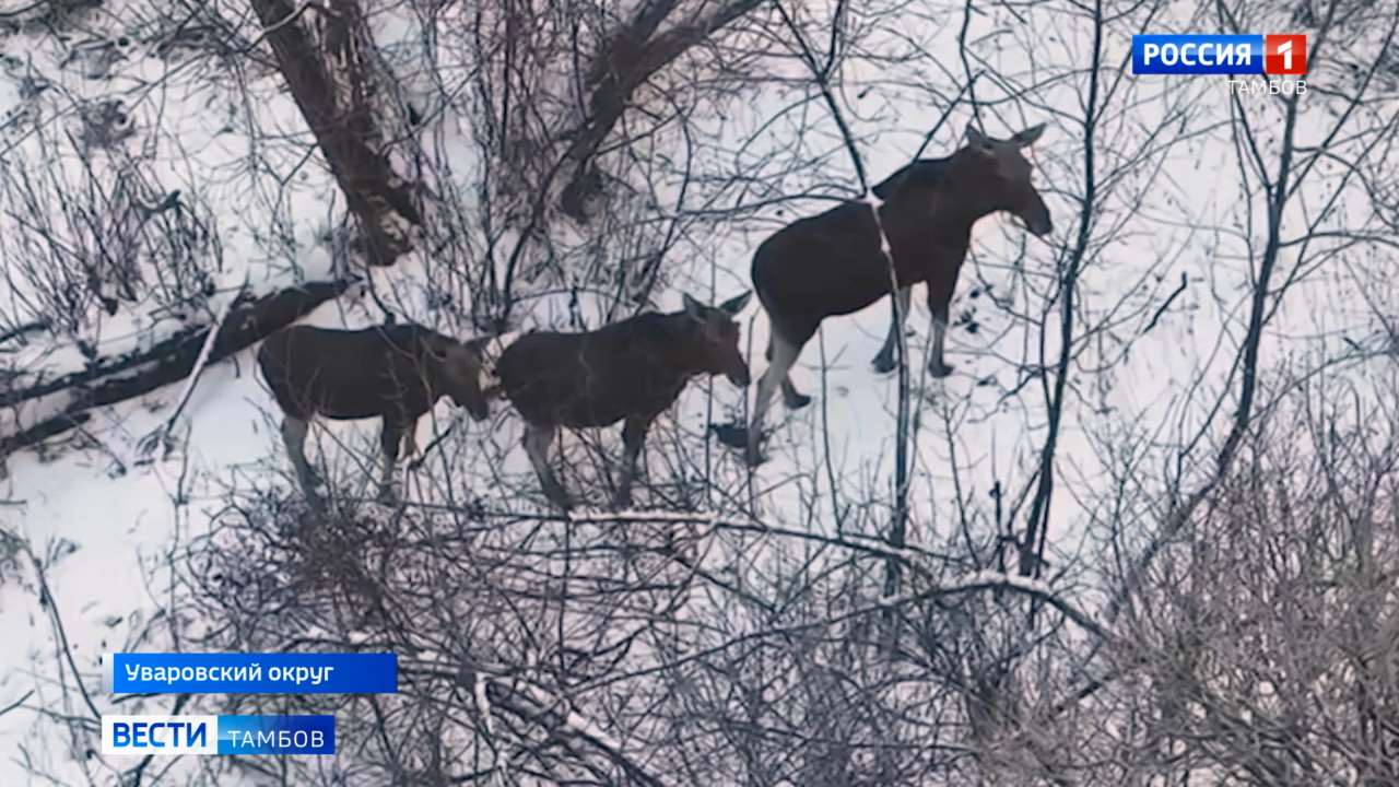 В Тамбовской области завершают зимний учет зверей