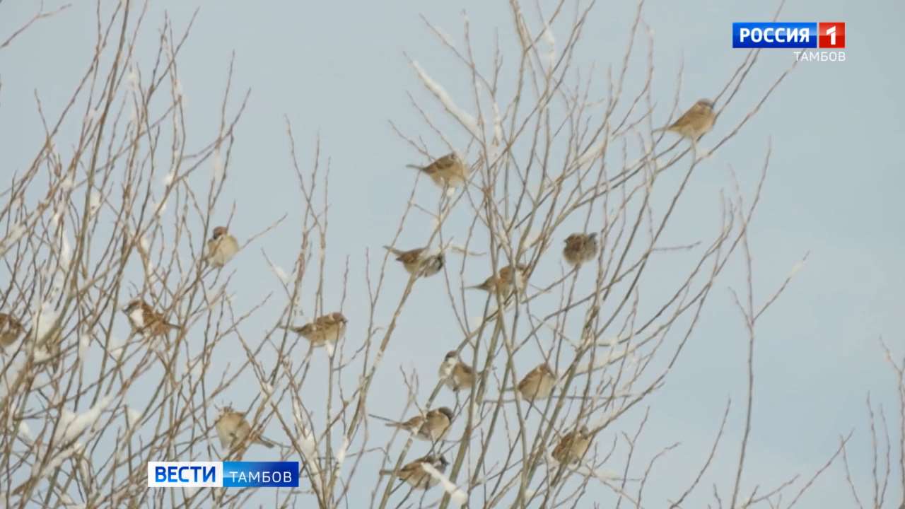 В охотхозяйствах Тамбовской области завершают зимний маршрутный учет зверей