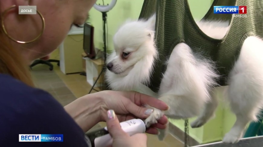 Тамбовчанам напомнили про соцконтракт для участников СВО и их супругов