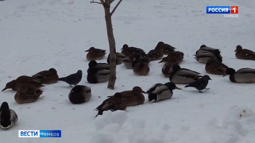 Птичку жалко: есть опасения, что количество домовых воробьев сокращается