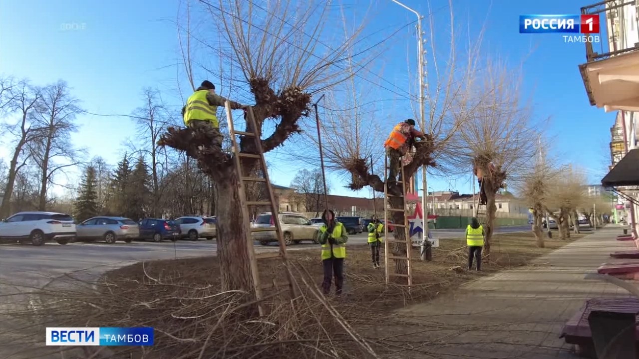 Обрезку деревьев в этом году сделают выборочно Обрезку деревьев в этом году сделают выборочно
