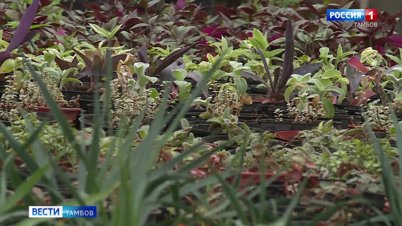 Нежность и сноровка: как работники теплиц выращивают бегонии для города