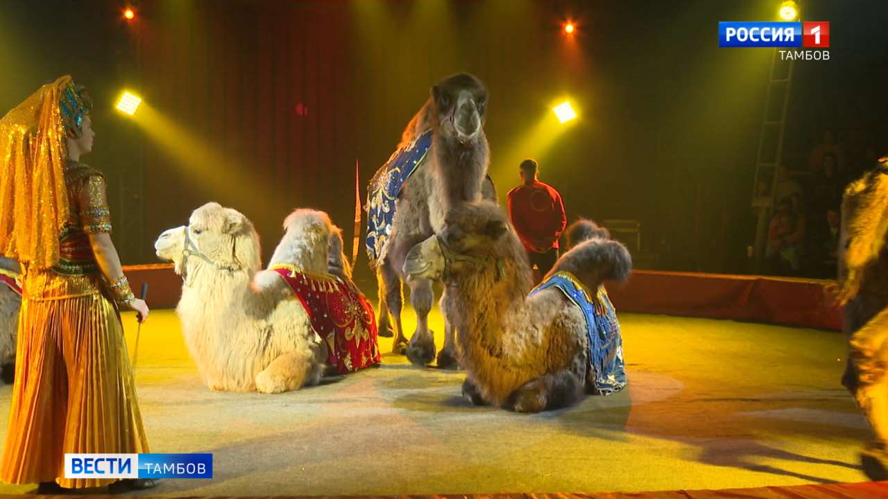 Цирк «Крокус» представляет в Тамбове новое шоу «Королевство львов»