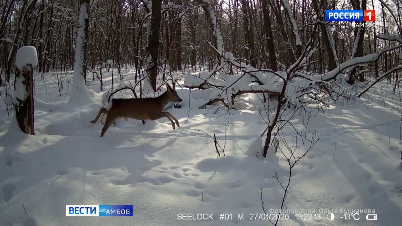 Фотоловушка в Воронинском заповеднике запечатлела лесную «авеню» Фотоловушка в Воронинском заповеднике запечатлела лесную «авеню»
