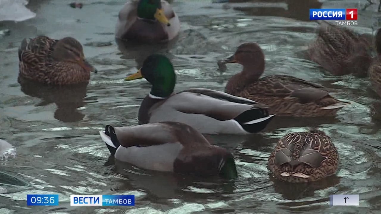 Тамбовские зоологи снова считают птиц в регионе